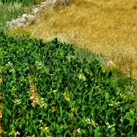 Farming & Agriculture