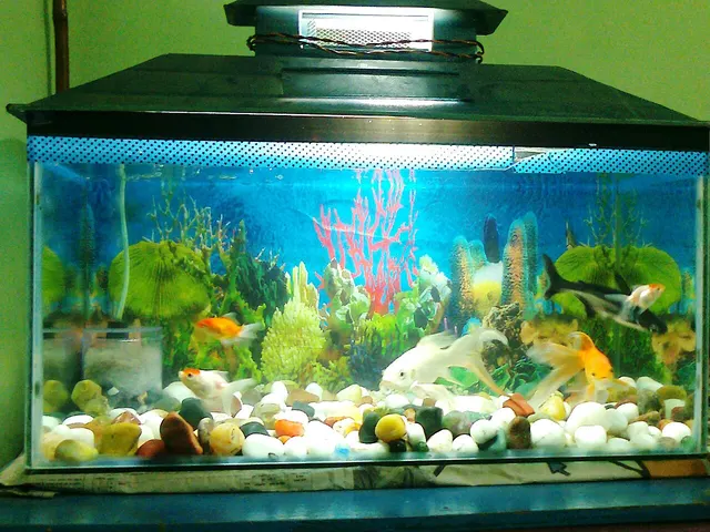 Aquarium 2ft with filter & lights