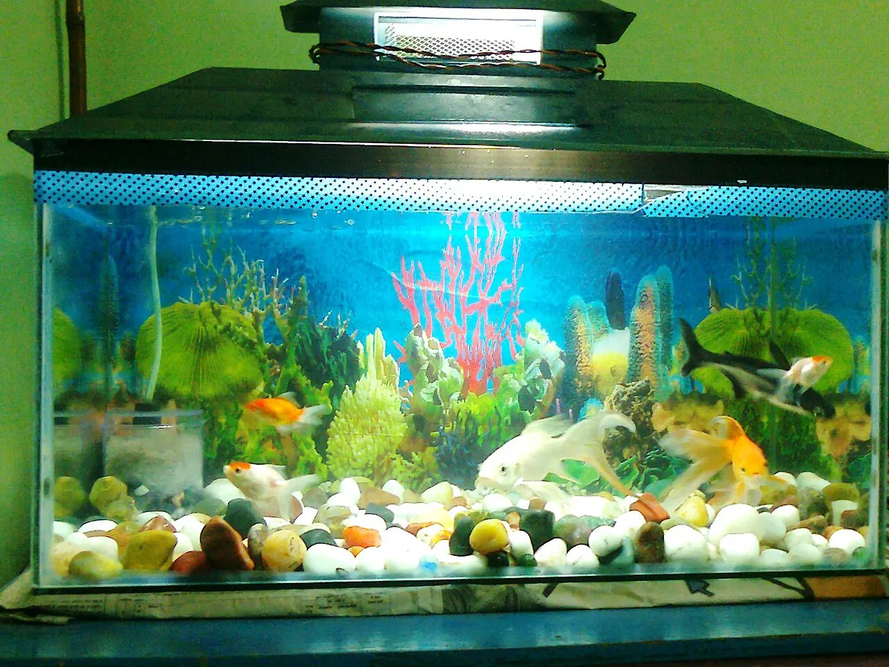 Aquarium 2ft with filter & lights