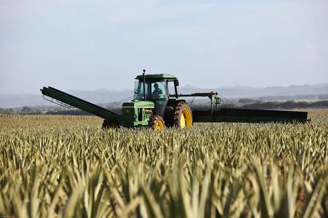 Tractor with rotavator — driver included